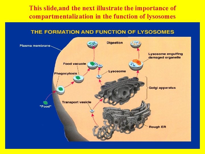 This slide, and the next illustrate the importance of compartmentalization in the function of