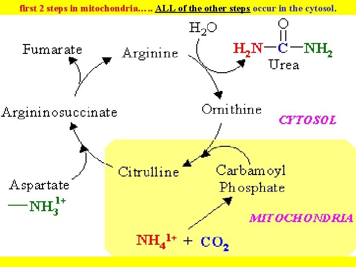 first 2 steps in mitochondria…. . ALL of the other steps occur in the