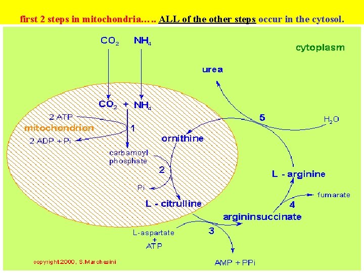 first 2 steps in mitochondria…. . ALL of the other steps occur in the