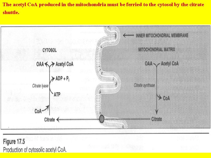 The acetyl Co. A produced in the mitochondria must be ferried to the cytosol