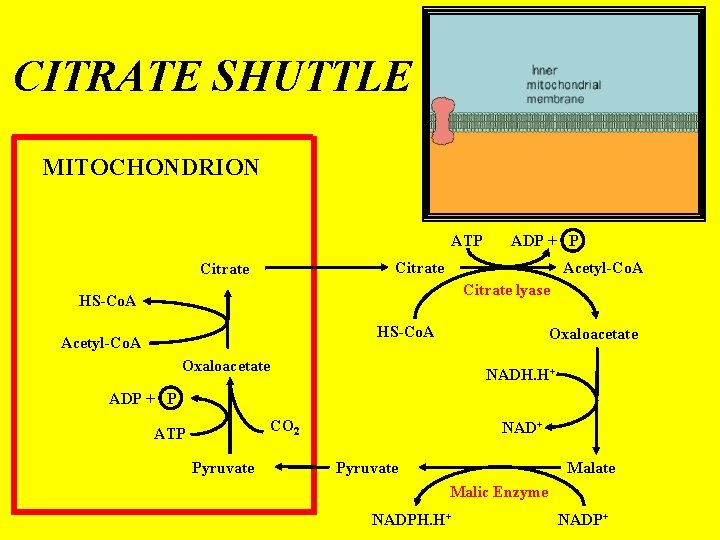 CITRATE SHUTTLE MITOCHONDRION ATP ADP + P Citrate Acetyl-Co. A Citrate lyase HS-Co. A