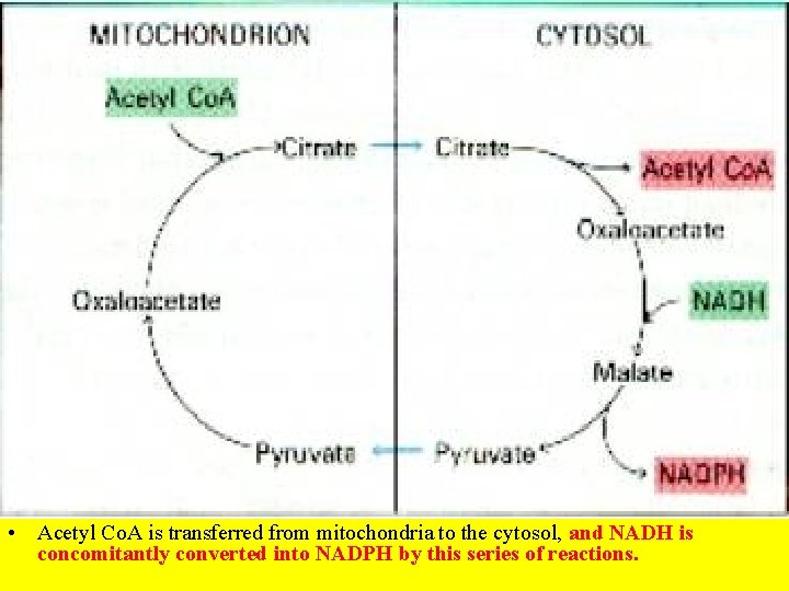  • Acetyl Co. A is transferred from mitochondria to the cytosol, and NADH