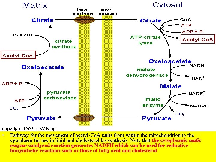  • Pathway for the movement of acetyl-Co. A units from within the mitochondrion