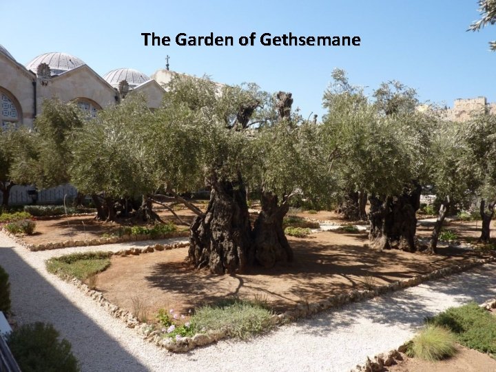 The Garden of Gethsemane 