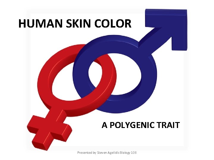 HUMAN SKIN COLOR A POLYGENIC TRAIT Presented by Steven Agelidis Biology 108 