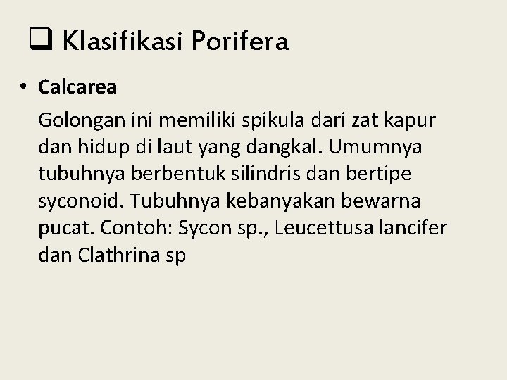 q Klasifikasi Porifera • Calcarea Golongan ini memiliki spikula dari zat kapur dan hidup