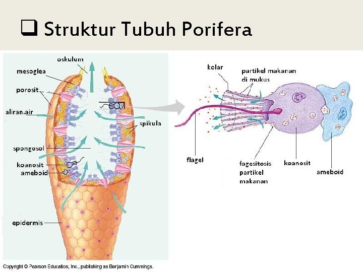 q Struktur Tubuh Porifera 