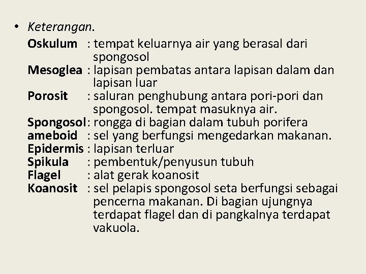  • Keterangan. Oskulum : tempat keluarnya air yang berasal dari spongosol Mesoglea :