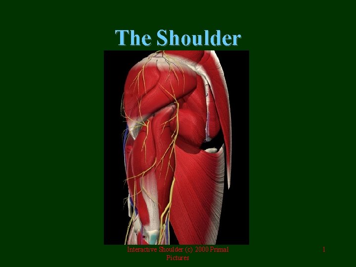 The Shoulder Interactive Shoulder (c) 2000 Primal Pictures 1 