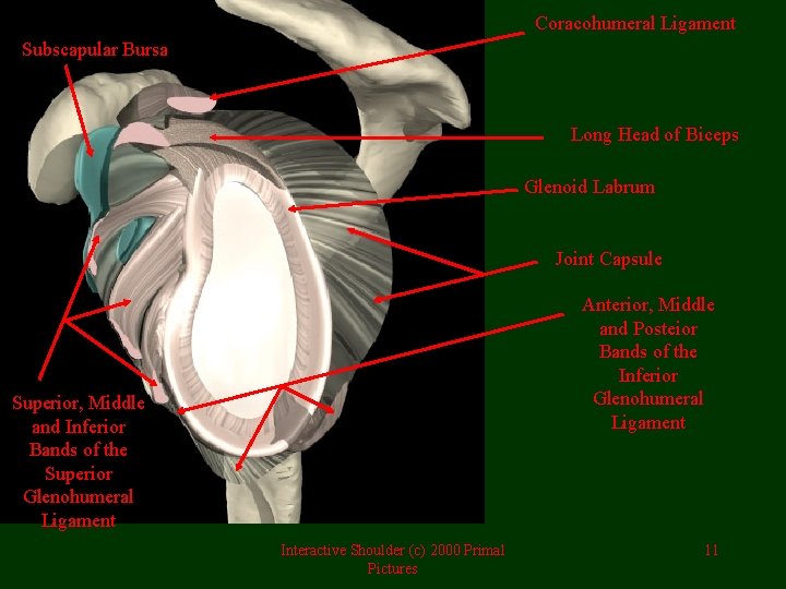 Coracohumeral Ligament Subscapular Bursa Long Head of Biceps Glenoid Labrum Joint Capsule Anterior, Middle