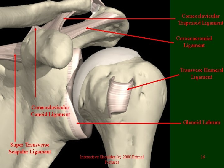 Coracoclavicular Trapezoid Ligament Corocoacromial Ligament Transvese Humeral Ligament Coracoclavicular Conoid Ligament Glenoid Labrum Super