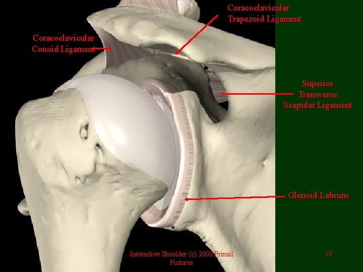 Coracoclavicular Trapezoid Ligament Coracoclavicular Conoid Ligament Superior Transverse Scapular Ligament Glenoid Labrum Interactive Shoulder