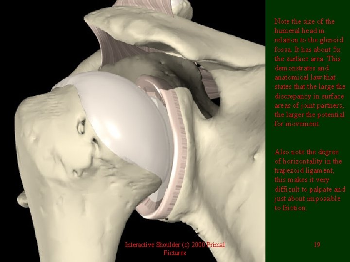 Note the size of the humeral head in relation to the glenoid fossa. It