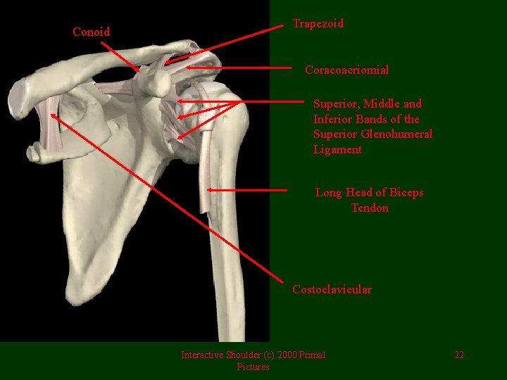 Conoid Trapezoid Coracoacriomial Superior, Middle and Inferior Bands of the Superior Glenohumeral Ligament Long
