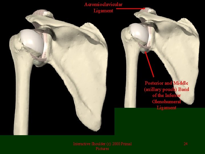 Acromioclavicular Ligament Posterior and Middle (axillary pouch) Band of the Inferior Glenohumeral Ligament Interactive