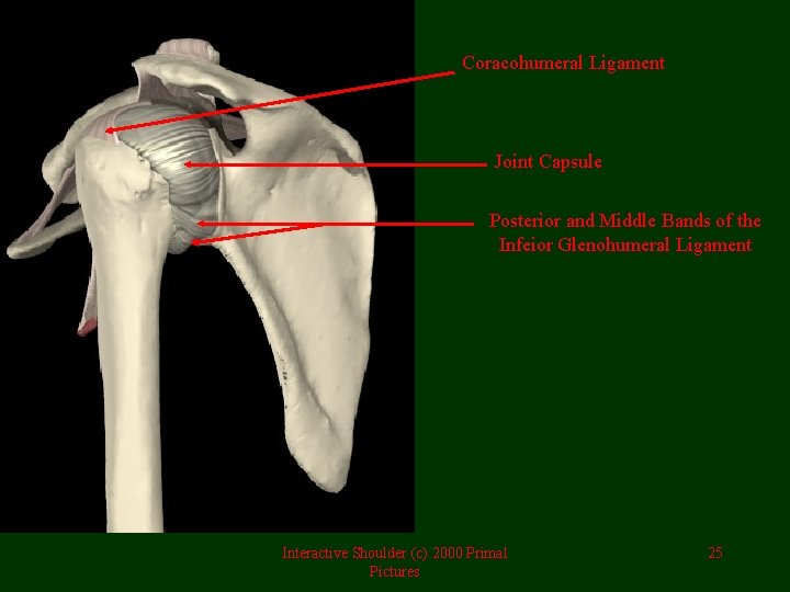 Coracohumeral Ligament Joint Capsule Posterior and Middle Bands of the Infeior Glenohumeral Ligament Interactive