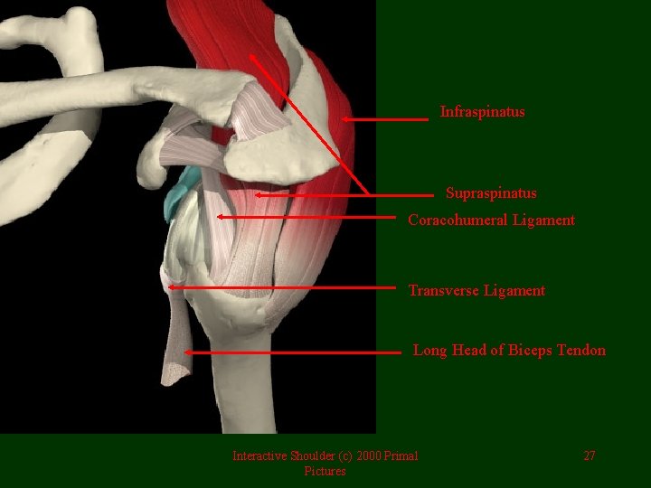 Infraspinatus Supraspinatus Coracohumeral Ligament Transverse Ligament Long Head of Biceps Tendon Interactive Shoulder (c)