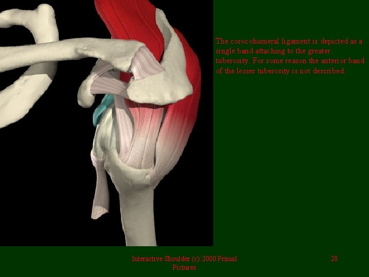 The corocohumeral ligament is depicted as a single band attaching to the greater tuberosity.