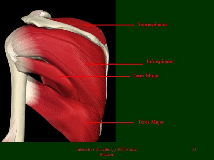 Supraspinatus Infraspinatus Teres Minor Teres Major Interactive Shoulder (c) 2000 Primal Pictures 33 