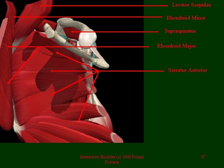 Levator Scapulae Rhomboid Minor Supraspinatus Rhomboid Major Serratus Anterior Interactive Shoulder (c) 2000 Primal