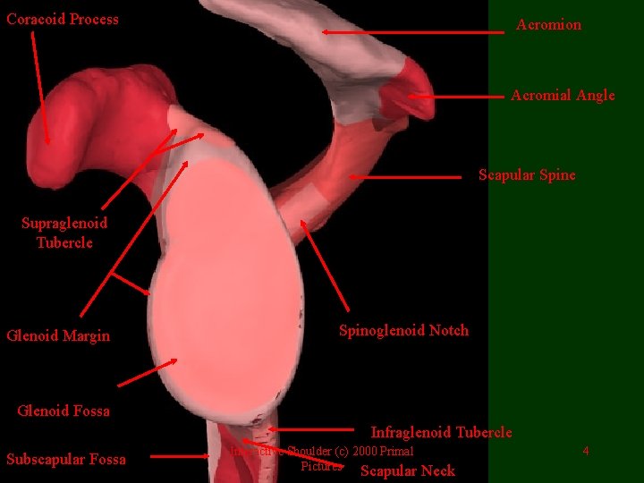 Coracoid Process Acromion Acromial Angle Scapular Spine Supraglenoid Tubercle Glenoid Margin Spinoglenoid Notch Glenoid