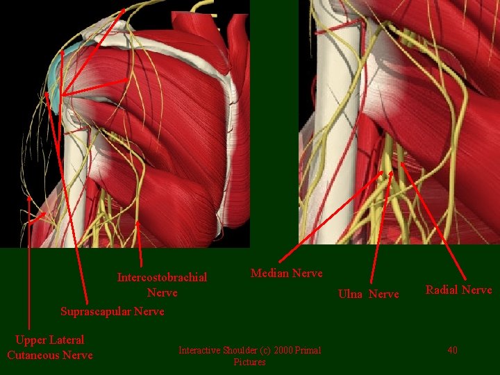 Intercostobrachial Nerve Median Nerve Ulna Nerve Radial Nerve Suprascapular Nerve Upper Lateral Cutaneous Nerve