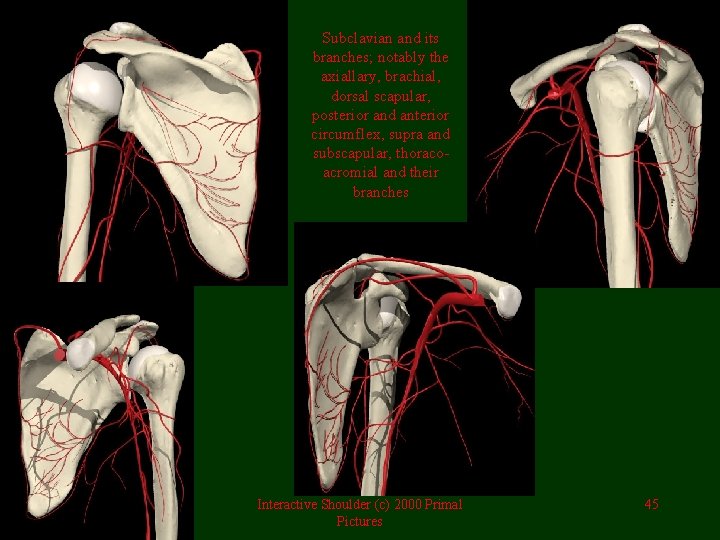 Subclavian and its branches; notably the axiallary, brachial, dorsal scapular, posterior and anterior circumflex,