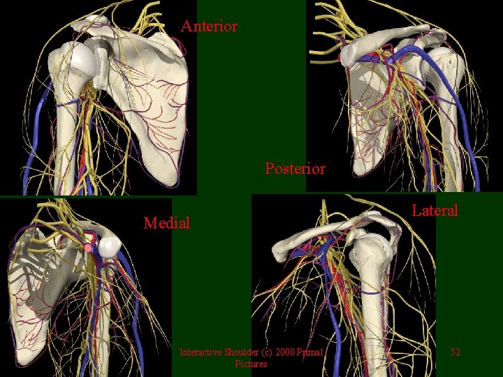 Anterior Posterior Medial Interactive Shoulder (c) 2000 Primal Pictures Lateral 52 