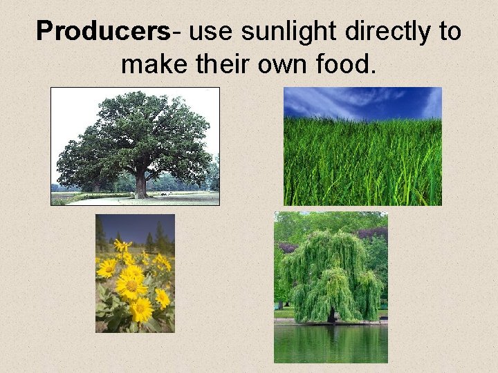 Producers- use sunlight directly to make their own food. 