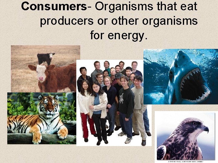 Consumers- Organisms that eat producers or other organisms for energy. 