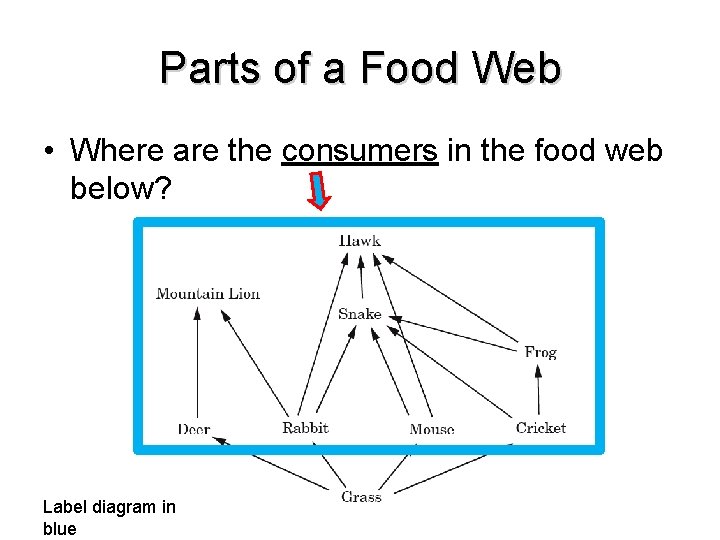 Parts of a Food Web • Where are the consumers in the food web