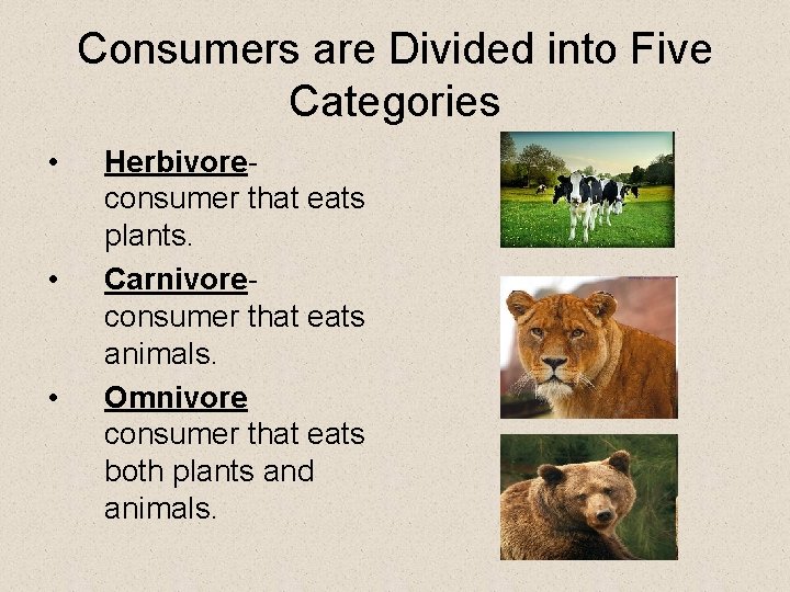 Consumers are Divided into Five Categories • • • Herbivoreconsumer that eats plants. Carnivoreconsumer