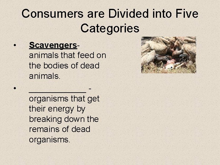 Consumers are Divided into Five Categories • • Scavengersanimals that feed on the bodies