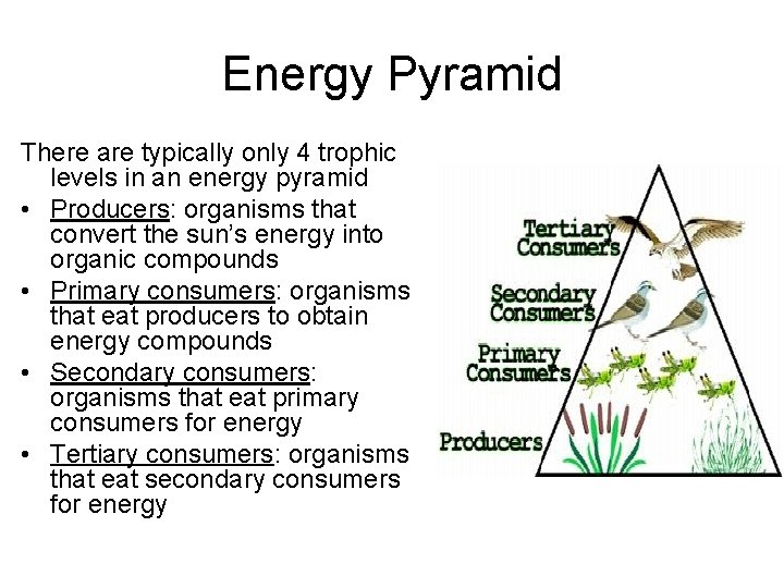 Energy Pyramid There are typically only 4 trophic levels in an energy pyramid •