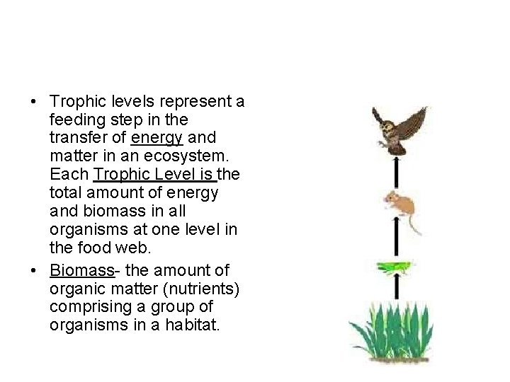  • Trophic levels represent a feeding step in the transfer of energy and