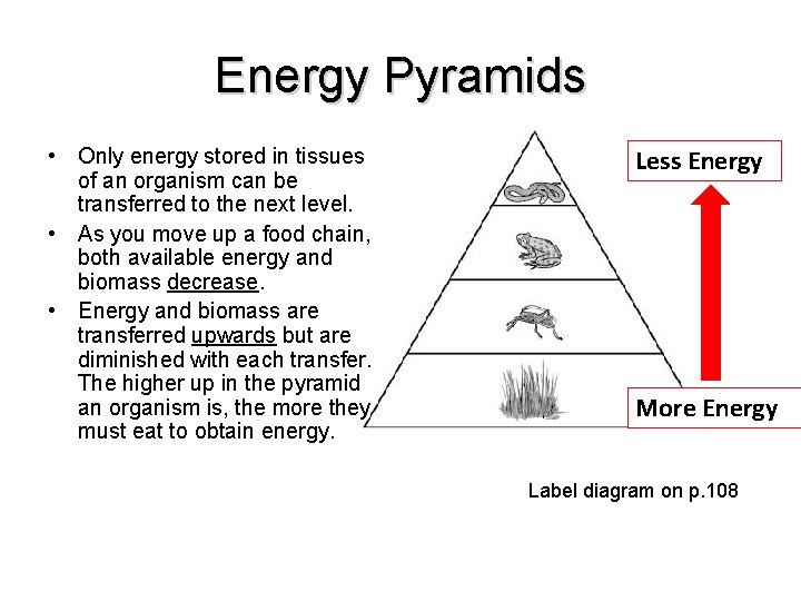 Energy Pyramids • Only energy stored in tissues of an organism can be transferred