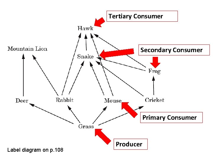 Tertiary Consumer Secondary Consumer Primary Consumer Label diagram on p. 108 Producer 