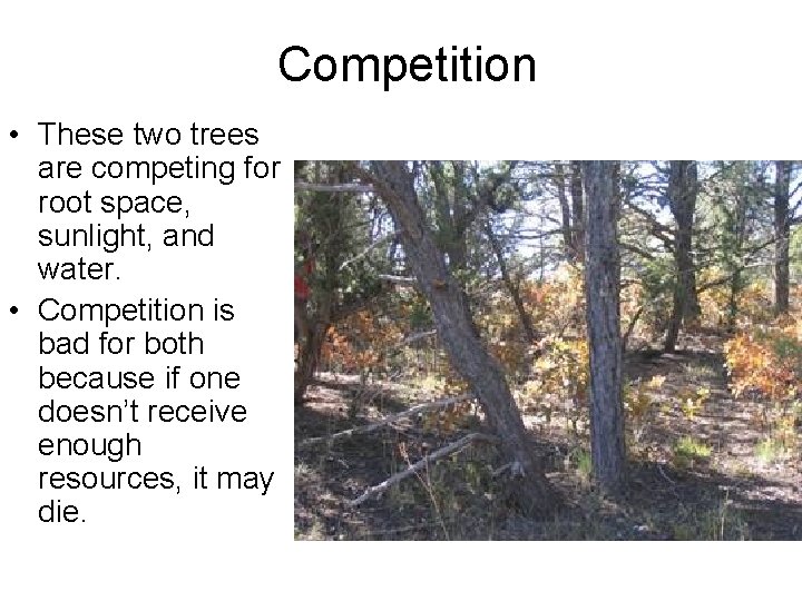 Competition • These two trees are competing for root space, sunlight, and water. •