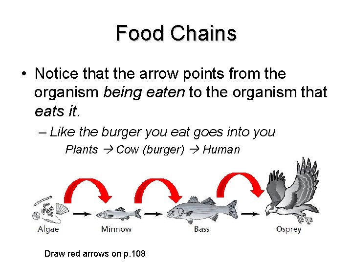 Food Chains • Notice that the arrow points from the organism being eaten to