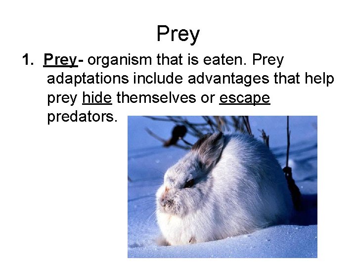 Prey 1. Prey- organism that is eaten. Prey adaptations include advantages that help prey