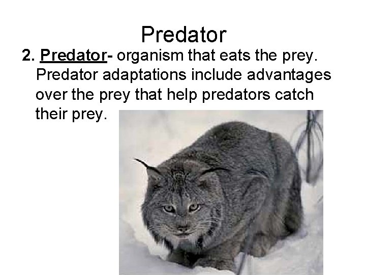 Predator 2. Predator- organism that eats the prey. Predator adaptations include advantages over the
