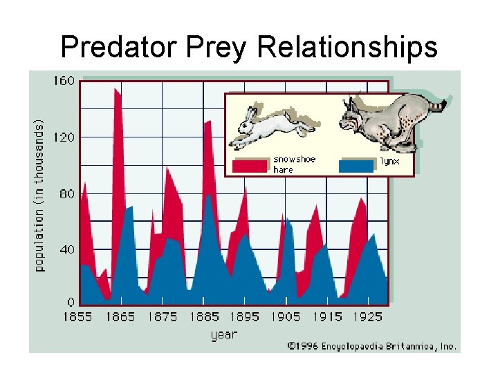 Predator Prey Relationships 