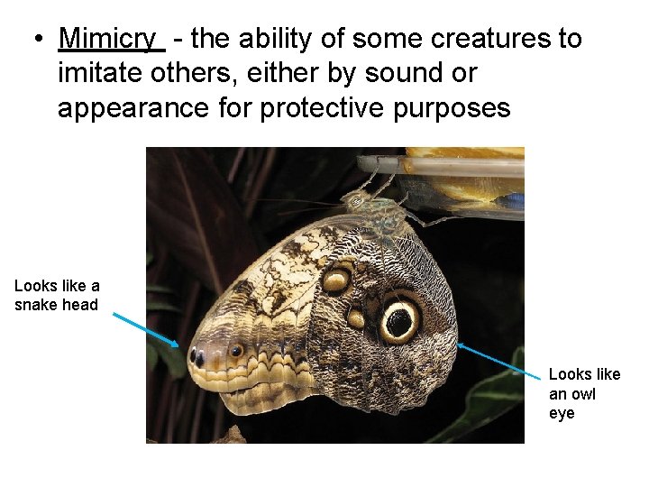  • Mimicry - the ability of some creatures to imitate others, either by