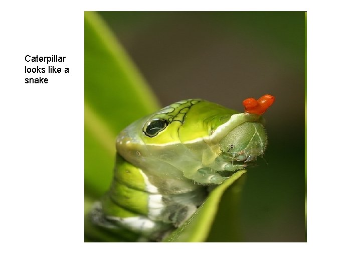 Caterpillar looks like a snake 