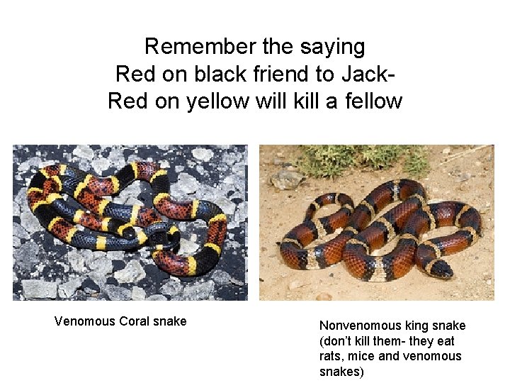 Remember the saying Red on black friend to Jack. Red on yellow will kill