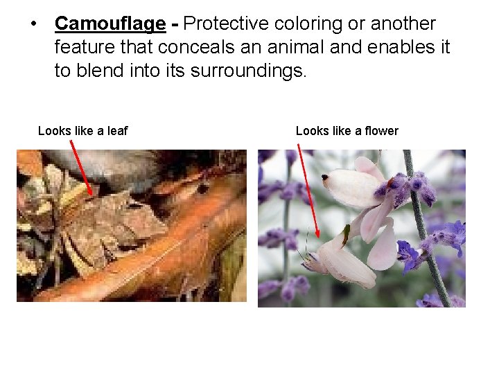  • Camouflage - Protective coloring or another feature that conceals an animal and