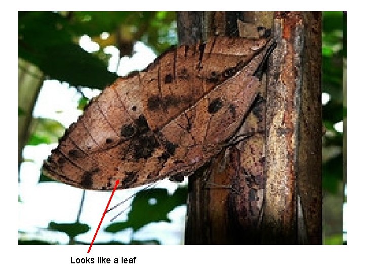Looks like a leaf 
