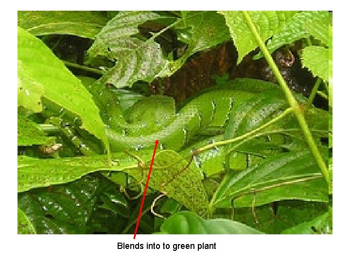 Blends into to green plant 