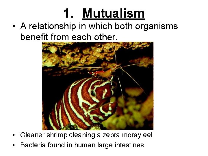 1. Mutualism • A relationship in which both organisms benefit from each other. •