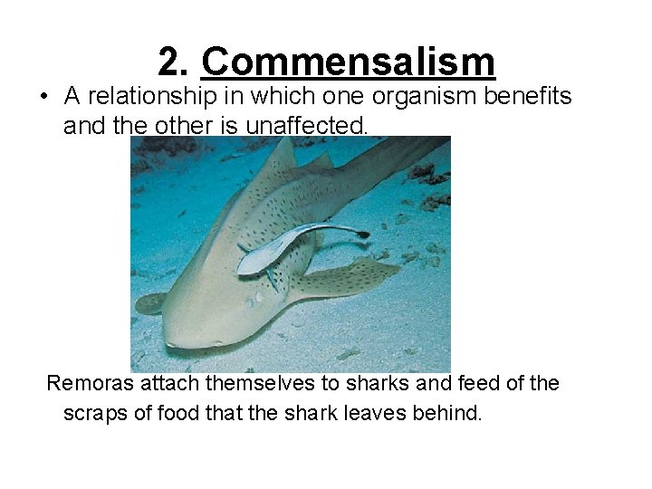 2. Commensalism • A relationship in which one organism benefits and the other is